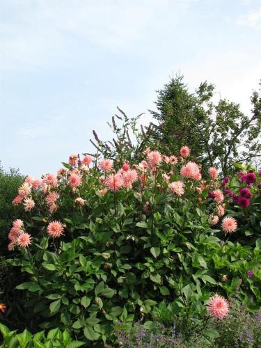 a bush of pink flowers in front of a tree at Urlaubsdomizil im Grünen in Westerstede