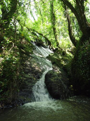 a stream in the middle of a forest at Blackwater Eco Pods in Villierstown
