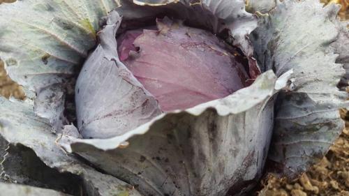 a close up of a large leafy cabbage at Jacamaki Nature GuestHouse en Villa de Leyva in Villa de Leyva