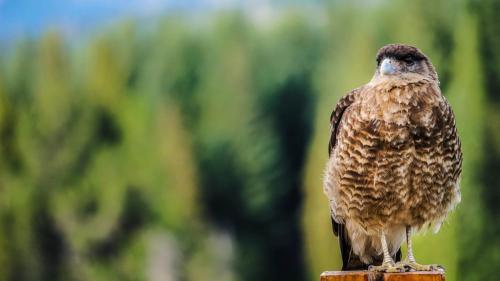 a brown bird sitting on top of a post at Marinas Alto Manzano in Villa La Angostura