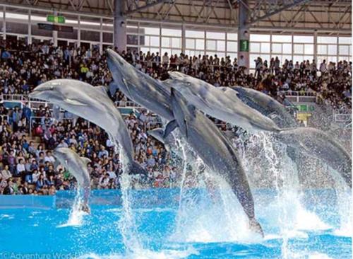 a group of dolphins performing in a pool at 長楽園 in Shirahama