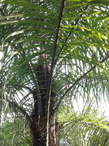 a palm tree with a bunch of leaves on it at Selvablanca Hostel in San Jerónimo