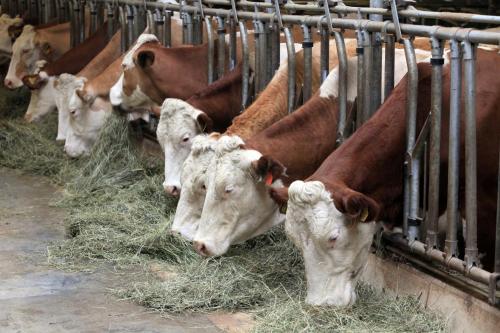 a group of cows eating hay in a barn at Bauernhof Vordermühltal in Itter