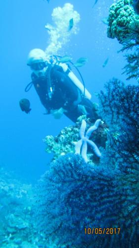 a diver in the ocean looking at a coral reef at citiz house & hostel in Nusa Penida
