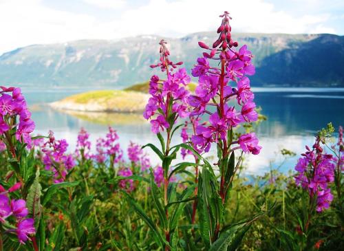 a bunch of purple flowers in front of a lake at Kirkenes Hotell in Kirkenes