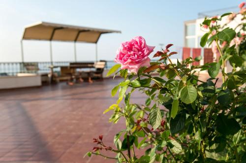 a pink rose in front of a deck at Apartments Aga in Ulcinj