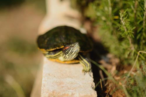 a small frog sitting on a concrete block at Agriturismo Spigolo in Avesa