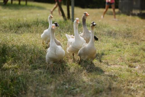 a group of white ducks walking in the grass at Agriturismo Spigolo in Avesa