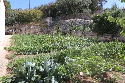 a vegetable garden with cabbage and other crops at B&B Belvedere in Cassano delle Murge