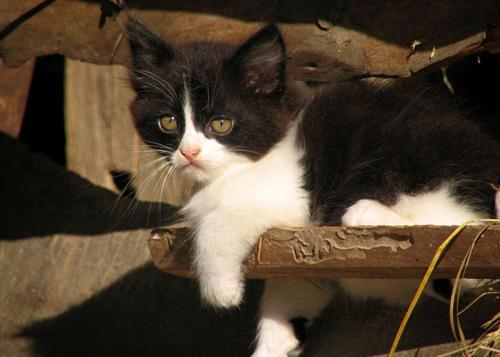 a black and white cat sitting on a table at Tourist Farm Kranjc in Kobarid