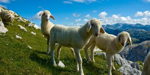 three sheep standing on top of a mountain at Tourist Farm Kranjc in Kobarid