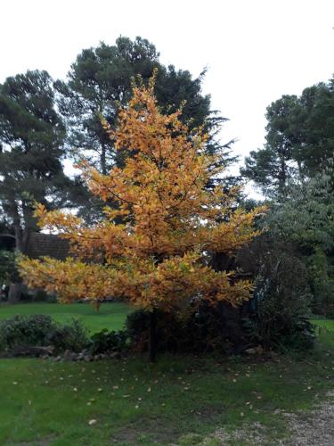 a tree with yellow and orange leaves on it at Cabañas Ñuke Mapu in Villa Ventana