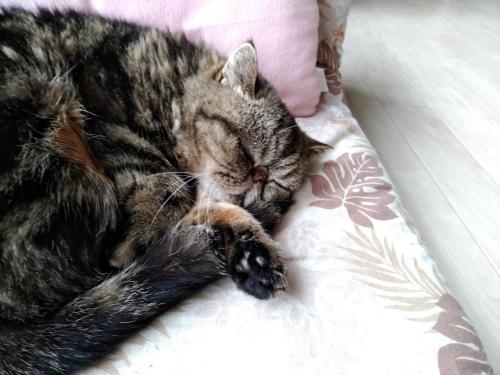 a cat is sleeping on a bed at Cat Cafe & Stay Cultus's Home in Otaru