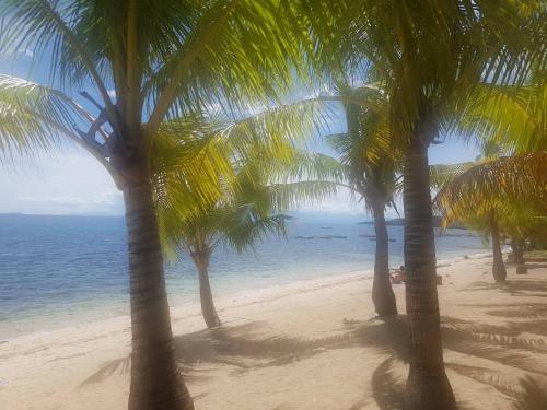 a group of palm trees on a beach at Chekesh Casa in Siquijor