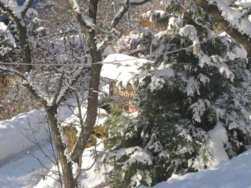 a snow covered tree with a sign on it at Ritschhof in Laion