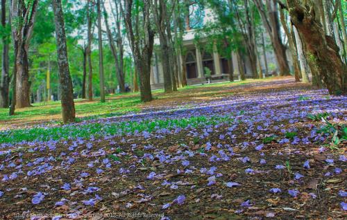 White House - Orange Hill Avenueにある庭