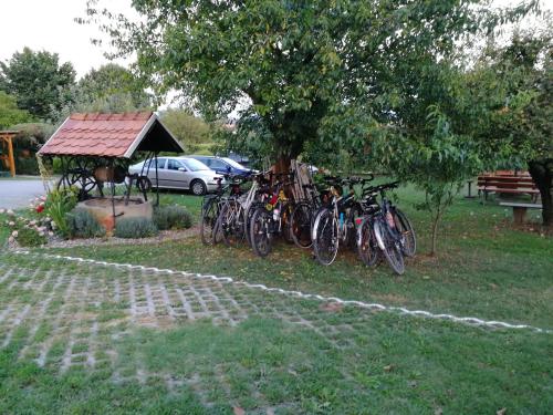 a group of bikes parked under a tree at Panorama B&B in Ptuj