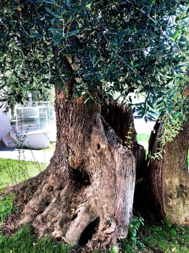 a close up of the trunk of a tree at Agriturismo Giorgio in Mattinata