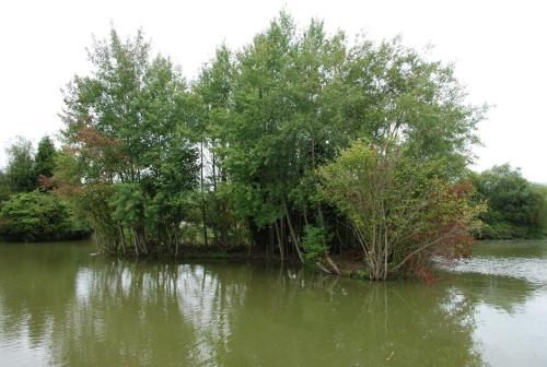 a group of trees in the middle of a lake at TheWaterfrontLodges in Coventry