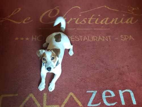 a brown and white dog laying on a red carpet at Logis Hôtel et Spa Le Christiania in La Salle Les Alpes