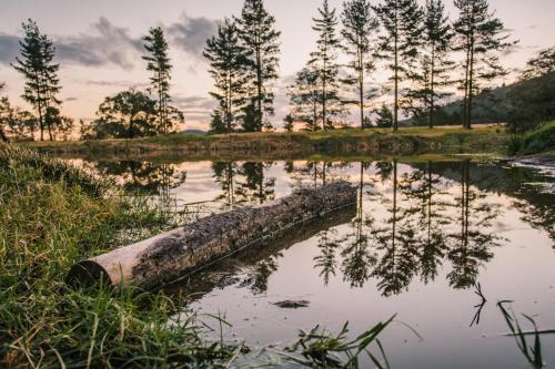 a log in the water with trees in the background at Bella Manga Country Escape in Plettenberg Bay
