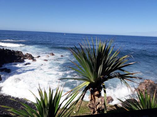 a palm tree on the shore of the ocean at Hôtel Les Embruns Du Baril in Basse Vallée