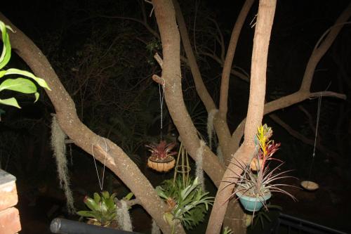 a tree with some plants in pots on it at Suikerbosrant Sleep and go in Pretoria