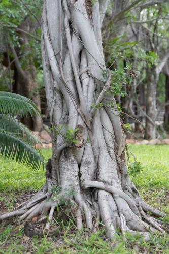 a tree with lots of roots in the grass at Toro Yaka Bush Lodge in Hoedspruit