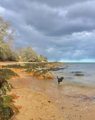 a dog walking in the water on a beach at Tigh Na Mara Guest House Rosemarkie- breakfast optional in Rosemarkie
