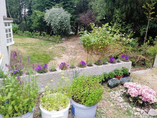 a garden with flowers and plants in buckets at Robinhill Garden in Forres