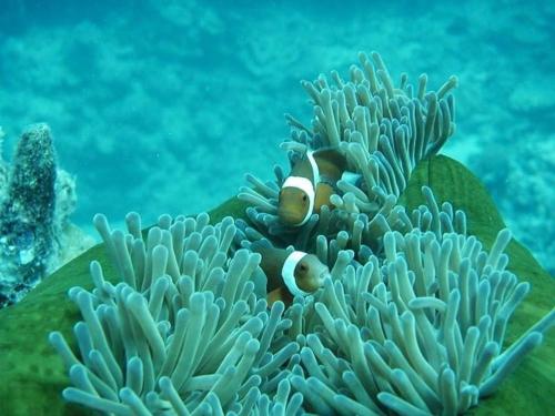 a clown fish swimming over a coral reef at Khách sạn QUỲNH ANH in Ly Son