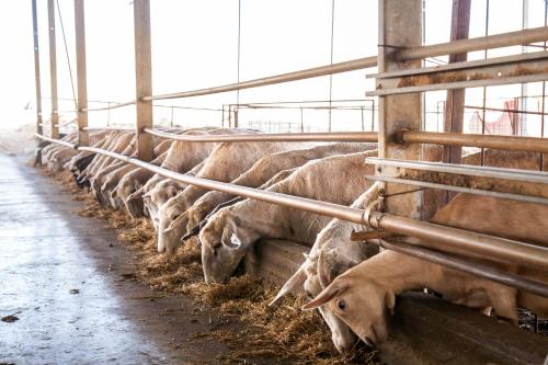 a herd of sheep eating hay in a barn at Tsavta in Mashabbe Sade