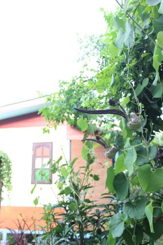 a tree with green leaves in front of a building at Pai Modern House in Pai