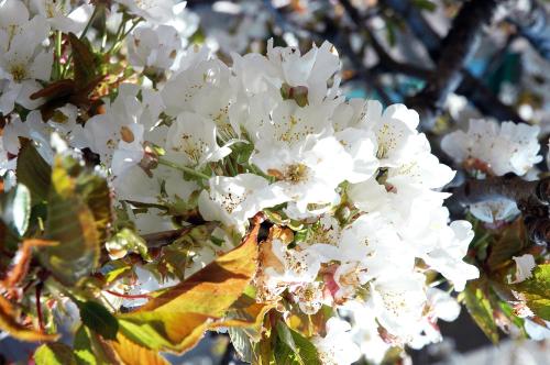 a close up of white flowers on a tree at Il Covo dei Re in Fiumedinisi