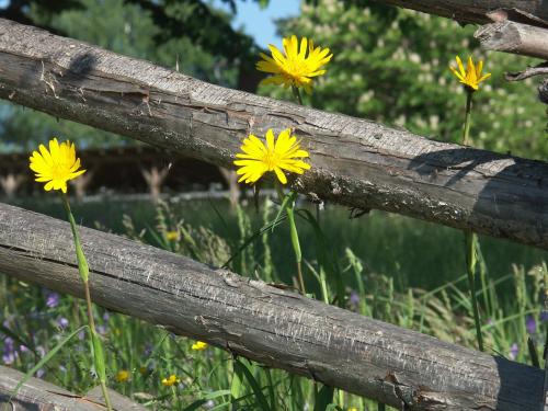 Fotografie z fotogalerie ubytování Almenlandhof v destinaci Fladnitz an der Teichalm