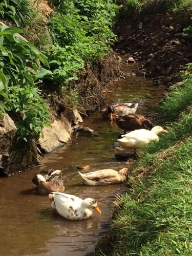 a group of ducks swimming in a river at Schlaferhof - Urlaub am Bauernhof in Fresach