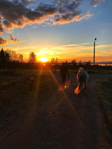 two people walking a horse down a road at sunset at Det Gamla Panget in Tällberg