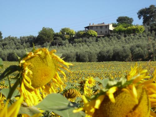 a field of sunflowers with a house in the background at Agriturismo Oliveto di Geltrude Contessa in Amelia