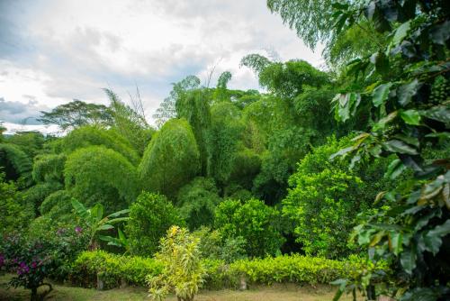 a forest filled with lots of green trees and bushes at Finca Villa Gregory in Quimbaya