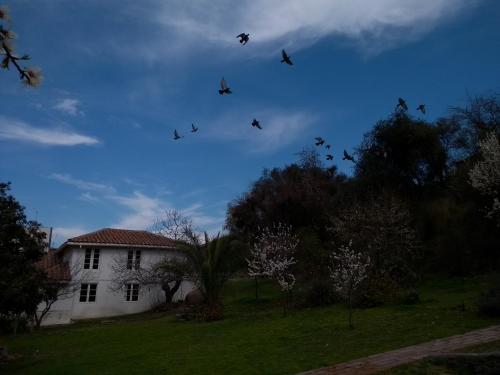 a flock of birds flying over a house at Hotel Plaza Malloa in Malloa