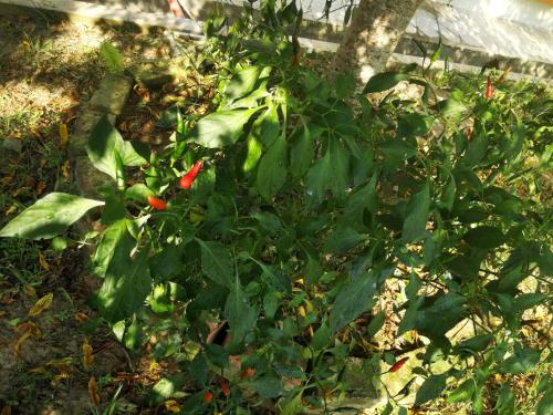 a green plant with red flowers and green leaves at Pilly Homestay in Labuan