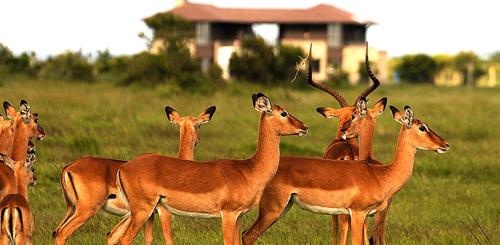 a herd of gazelle standing in a field at Ol Pejeta Holiday Villas in Nanyuki