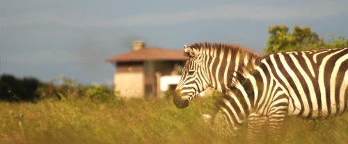 two zebras standing in a field of tall grass at Ol Pejeta Holiday Villas in Nanyuki