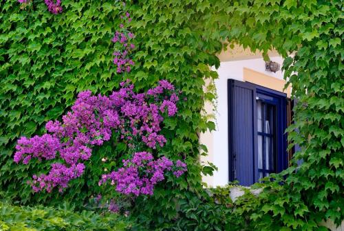 Gallery image of Adrina Beach Hotel in Panormos Skopelos