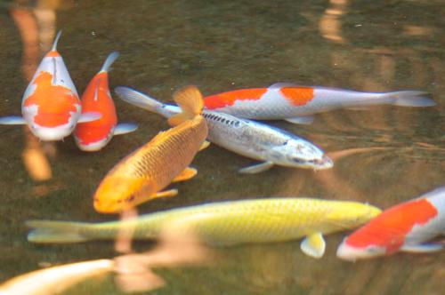 a group of koi fish swimming in a pond at Gyokutei in Hakone
