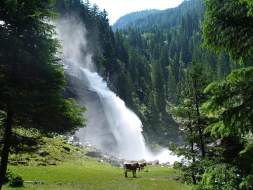 a cow standing in a field in front of a waterfall at Gästehaus Scharler in Neukirchen am Großvenediger