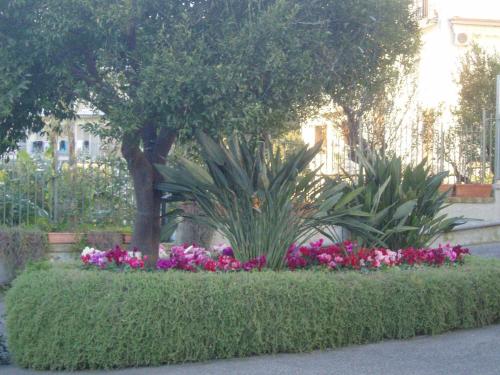 a garden with pink flowers and a tree at Miramare Residence in Pozzuoli