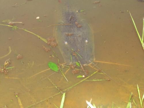 a plastic bottle floating in the water with grass at Pousada Fazenda Bocaina in Inhaúma