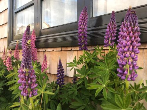 a bunch of purple flowers in front of a house at El Establo in Puerto Natales