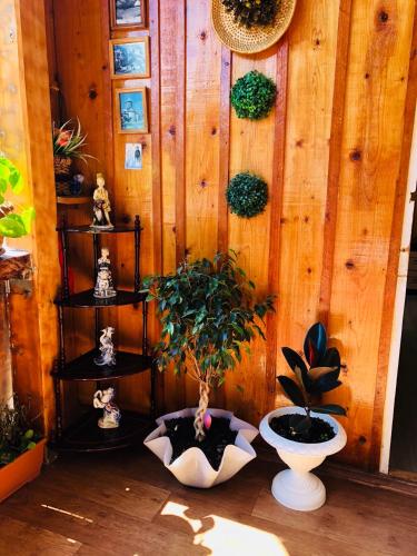 a room with several plants on a wooden wall at Travel Inn House Mestia • მოგზაურის სახლი in Mestia